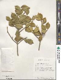 Ilex opaca image