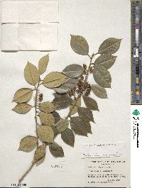 Ilex opaca image