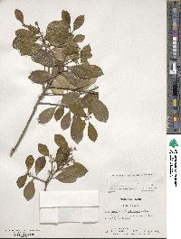 Ilex opaca image