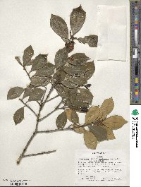 Ilex opaca image