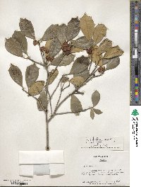 Ilex opaca image