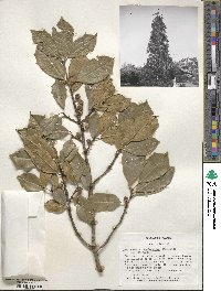 Ilex opaca image