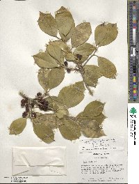 Ilex opaca image