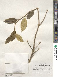 Ilex opaca image