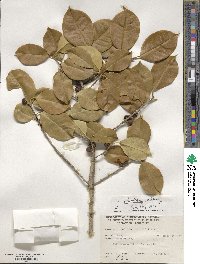 Ilex opaca image