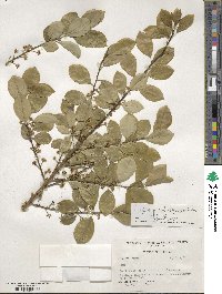 Ilex opaca image