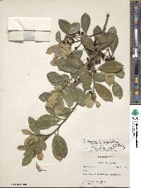 Ilex opaca image