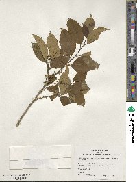 Ilex opaca image