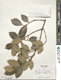 Ilex opaca image