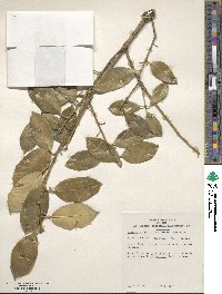 Ilex opaca image