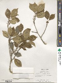 Ilex opaca image