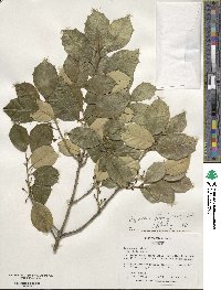 Ilex opaca image