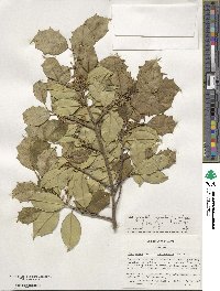 Ilex opaca image