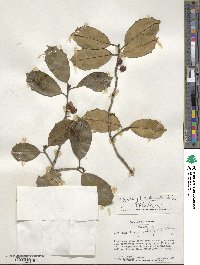 Ilex opaca image