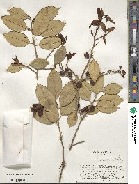 Ilex opaca image