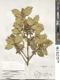 Ilex opaca image