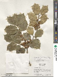 Ilex opaca image