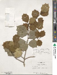 Ilex opaca image