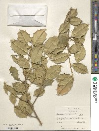 Ilex opaca image