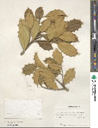 Ilex opaca image