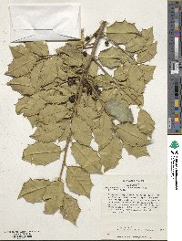 Ilex opaca image