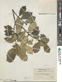 Ilex opaca image