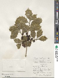 Ilex opaca image