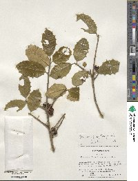 Ilex opaca image