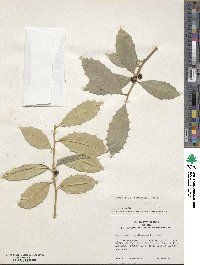 Ilex opaca image