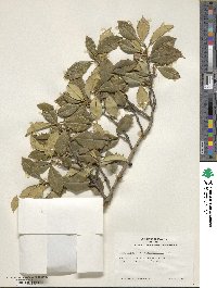 Ilex opaca image