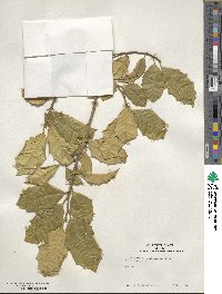 Ilex opaca image