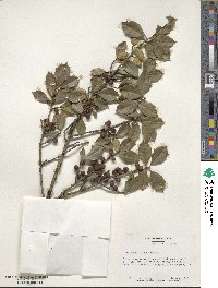 Ilex opaca image