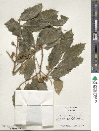 Ilex opaca image