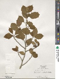 Ilex opaca image