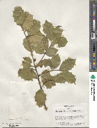 Ilex opaca image