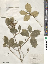 Ilex opaca image