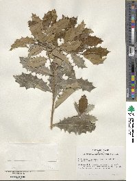 Image Associated With the Occurence