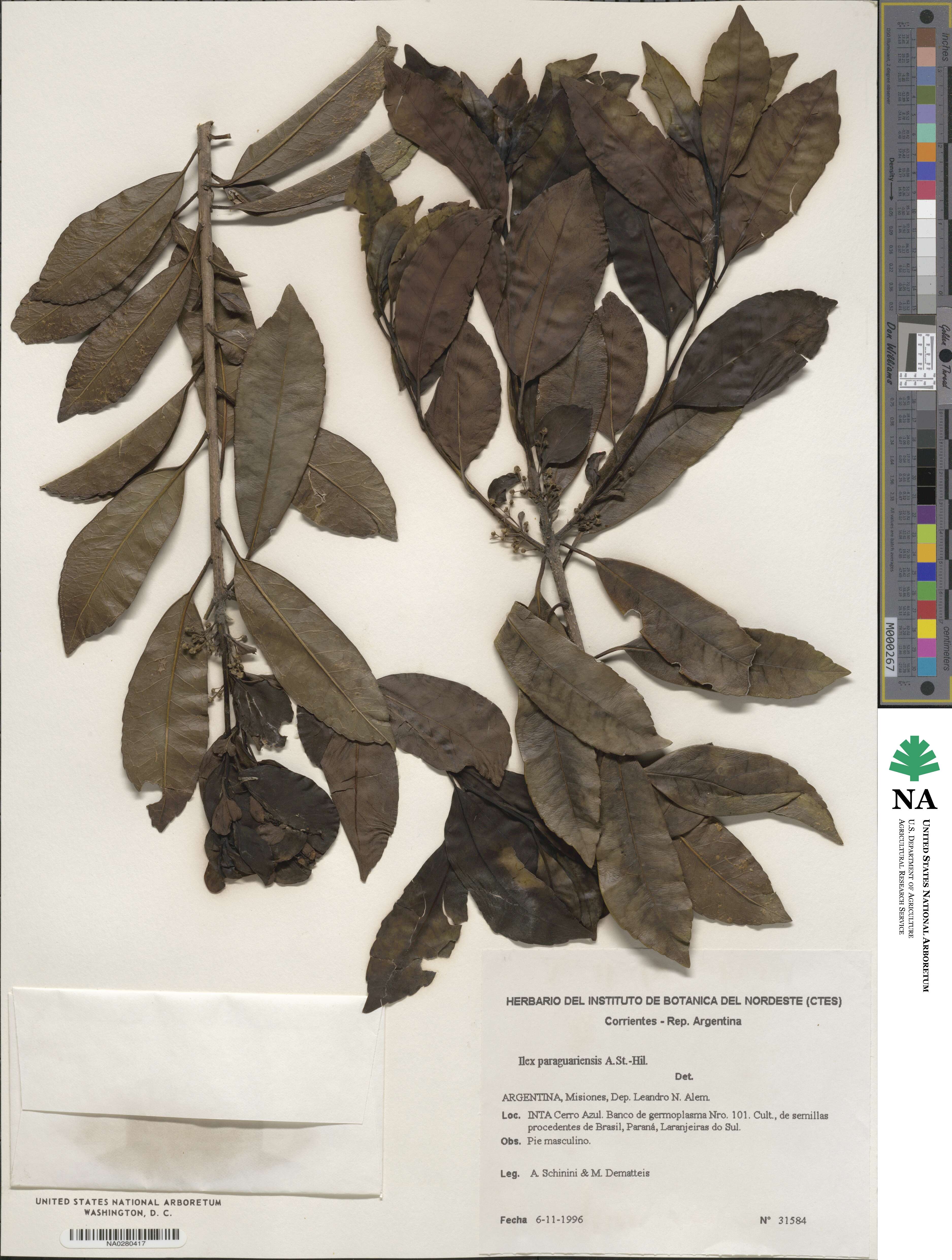 Ilex paraguariensis image