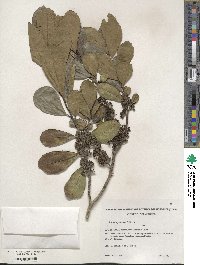 Ilex paraguariensis image