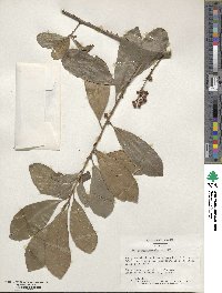 Ilex paraguariensis image