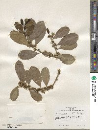 Ilex paraguariensis image