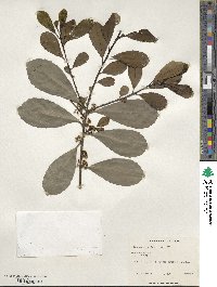 Ilex paraguariensis image