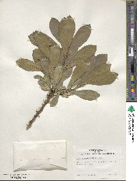 Ilex paraguariensis image