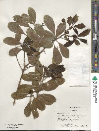 Ilex paraguariensis image