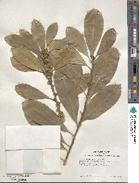 Ilex paraguariensis image