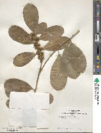 Ilex paraguariensis image