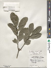 Ilex paraguariensis image