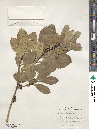 Ilex paraguariensis image