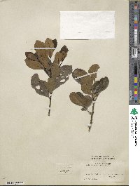 Ilex paraguariensis image