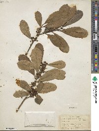 Ilex paraguariensis image